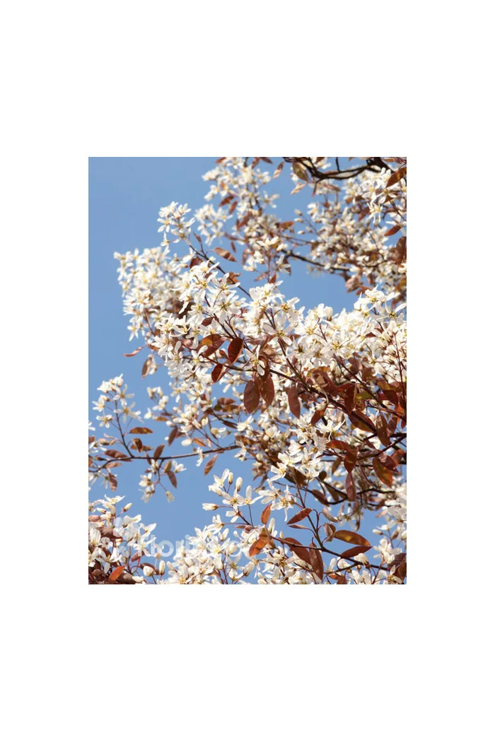 Świdośliwa kanadyjska | Amelanchier lamarckii