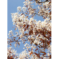 Świdośliwa kanadyjska | Amelanchier lamarckii