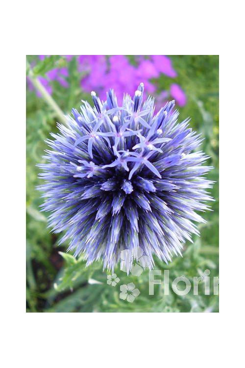 Przegorzan banatyński 'Blue Glow' Echinops bannaticus