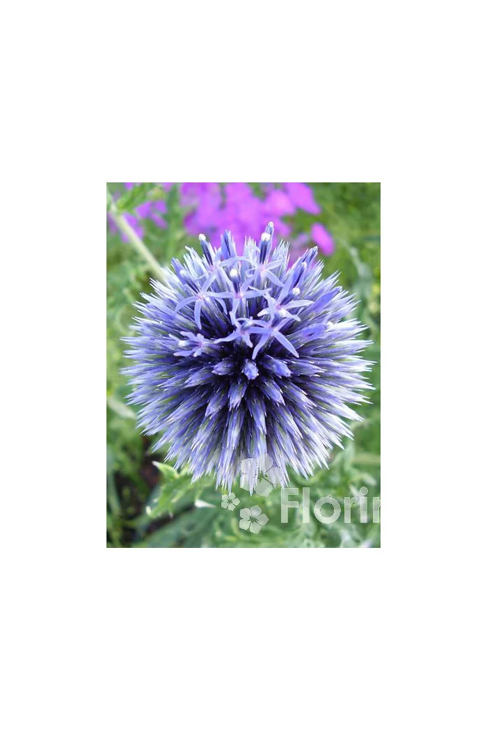 Przegorzan banatyński 'Blue Glow' Echinops bannaticus
