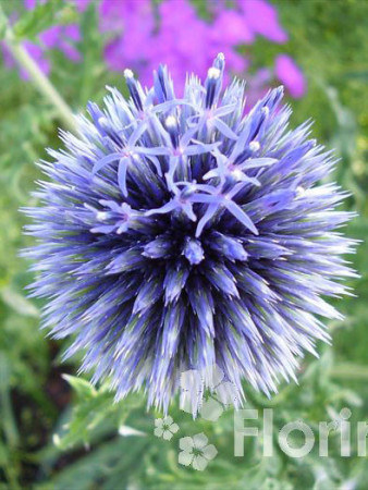 Przegorzan banatyński 'Blue Glow' Echinops bannaticus