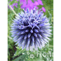 Przegorzan banatyński 'Blue Glow' Echinops bannaticus