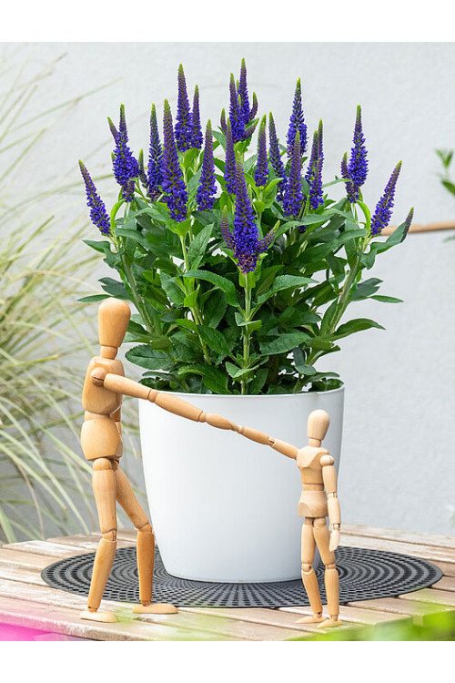 Przetacznik 'Lancita Blue' | Veronica hybrida