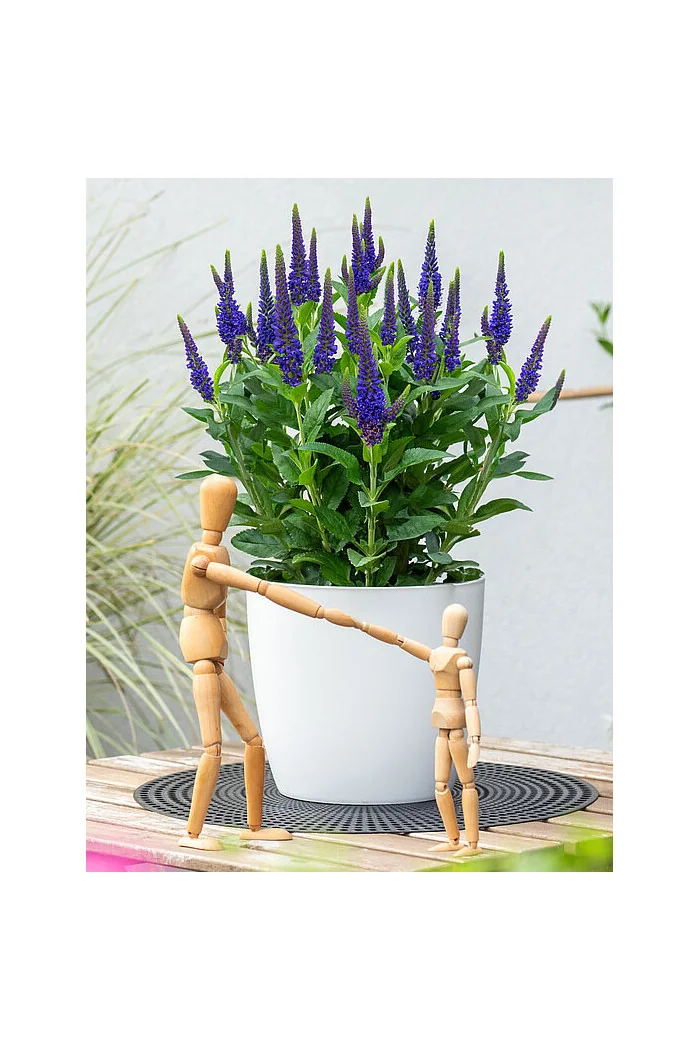 Przetacznik 'Lancita Blue' | Veronica hybrida