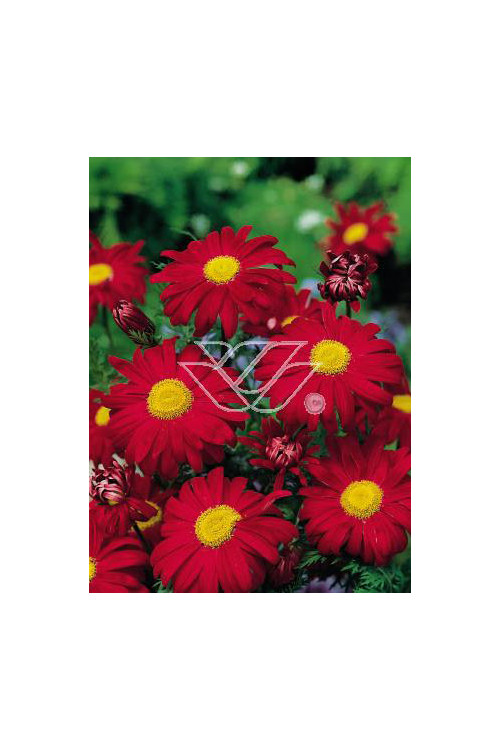 złocień, złocień robinson red