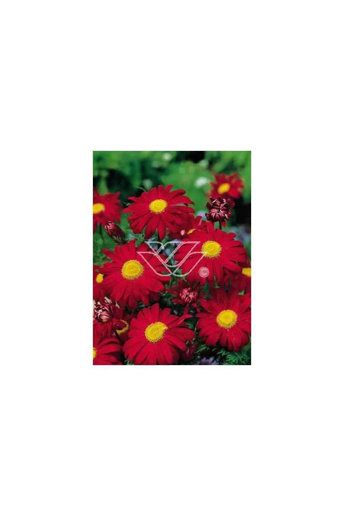 złocień, złocień robinson red