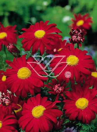 złocień, złocień robinson red