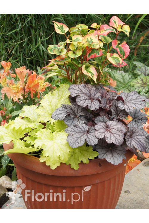 Zestaw nr 6 - tęczowa ekspresja