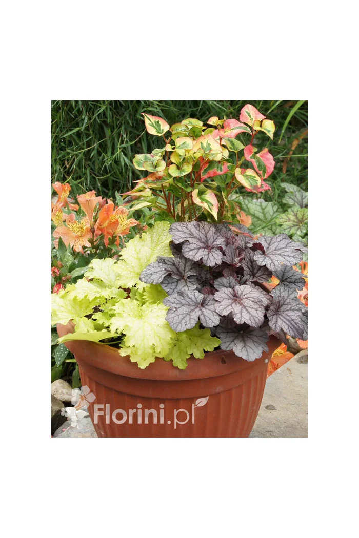 Zestaw nr 6 - tęczowa ekspresja