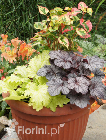 Zestaw nr 6 - tęczowa ekspresja