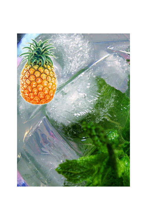 Mięta ananasowa Mentha rotundifolia