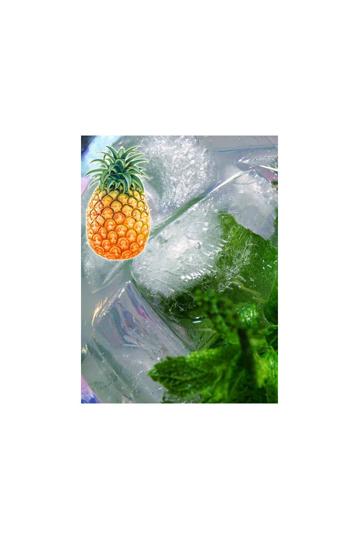 Mięta ananasowa Mentha rotundifolia