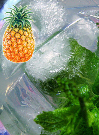 Mięta ananasowa Mentha rotundifolia