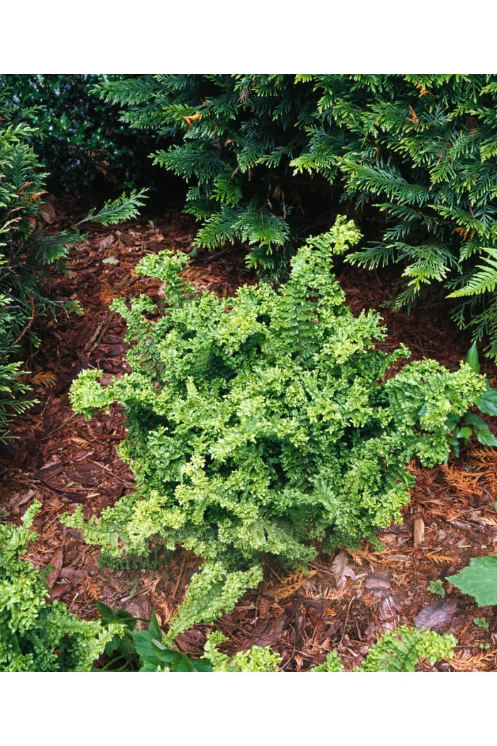 Narecznica mocna 'Crispa Cristata' | Dryopteris affinis