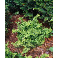 Narecznica mocna 'Crispa Cristata' | Dryopteris affinis