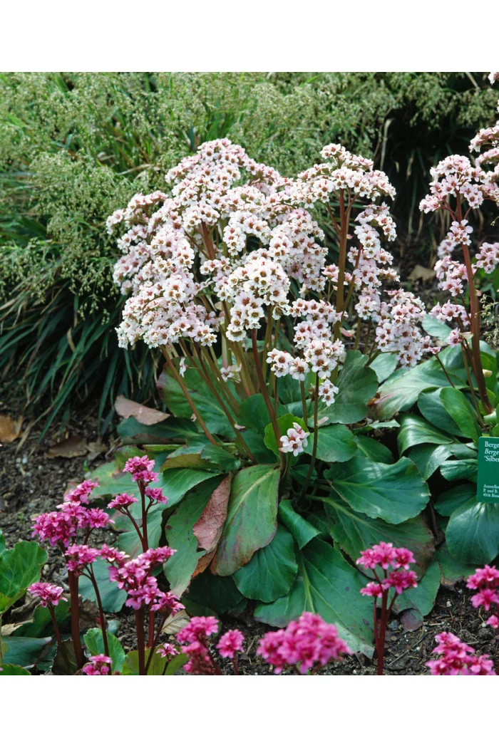 Bergenia sercolistna 'Silberlicht' Bergenia cordifolia