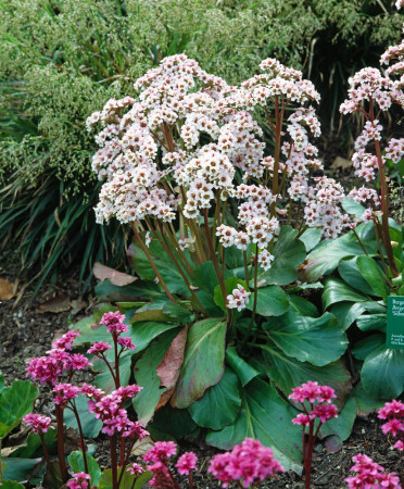Bergenia sercolistna 'Silberlicht' Bergenia cordifolia