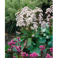 Bergenia sercolistna 'Silberlicht' Bergenia cordifolia