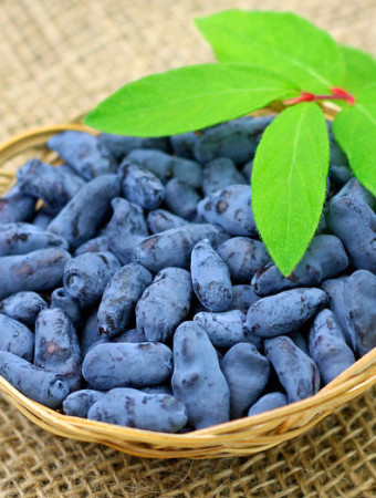 Jagoda kamczacka 'Czelabinka' | Lonicera kamtschatica