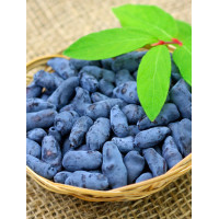 Jagoda kamczacka 'Czelabinka' | Lonicera kamtschatica