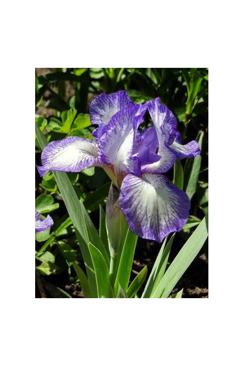 Kosaciec niski 'Petite Polka' Iris pumila