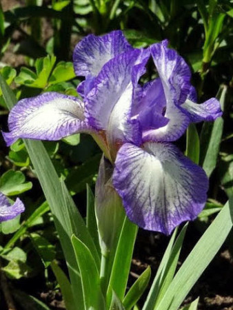 Kosaciec niski 'Petite Polka' Iris pumila