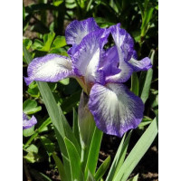 Kosaciec niski 'Petite Polka' Iris pumila