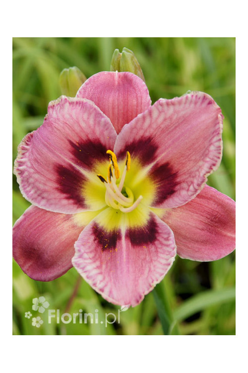 liliowiec, hemerocallis