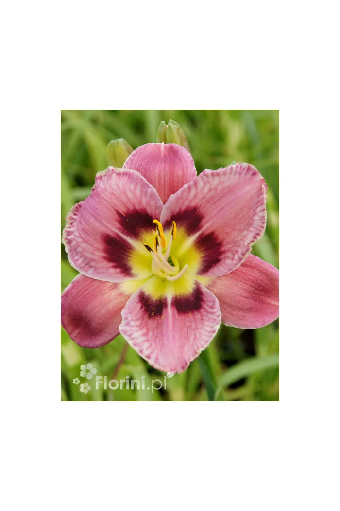 liliowiec, hemerocallis