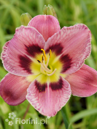 liliowiec, hemerocallis