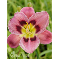 liliowiec, hemerocallis