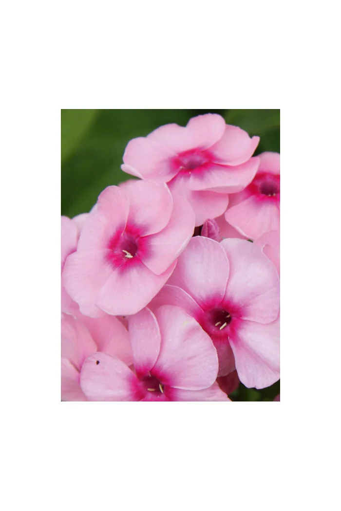 Floks wiechowaty 'Adessa Special Pink' Phlox panniculata