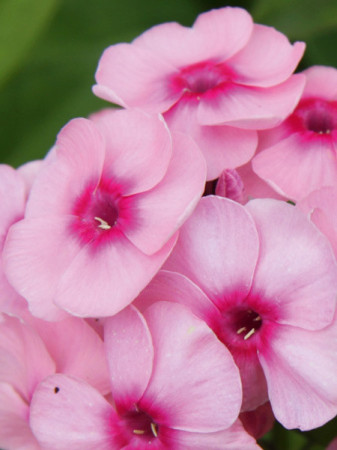 Floks wiechowaty 'Adessa Special Pink' Phlox panniculata