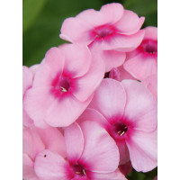 Floks wiechowaty 'Adessa Special Pink' Phlox panniculata