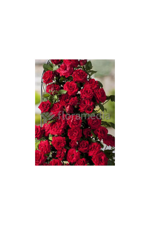 Róża 'Potala Castle' (rabatowa) Rosa