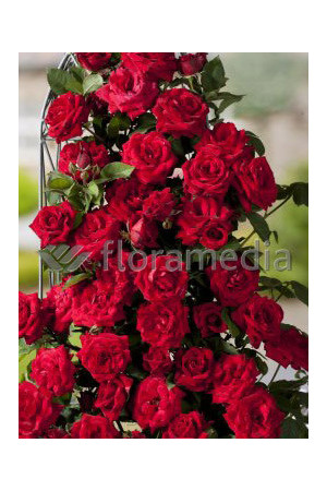 Róża 'Potala Castle' (rabatowa) Rosa