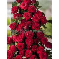 Róża 'Potala Castle' (rabatowa) Rosa