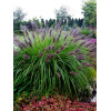 Rozplenica japońska 'Black Beauty' | Pennisetum alopecuroides