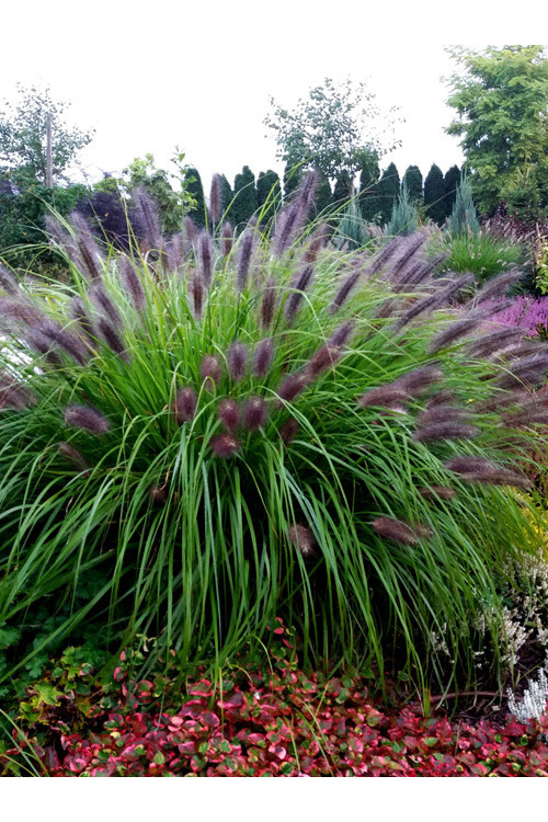 Rozplenica japońska 'Black Beauty' | Pennisetum alopecuroides