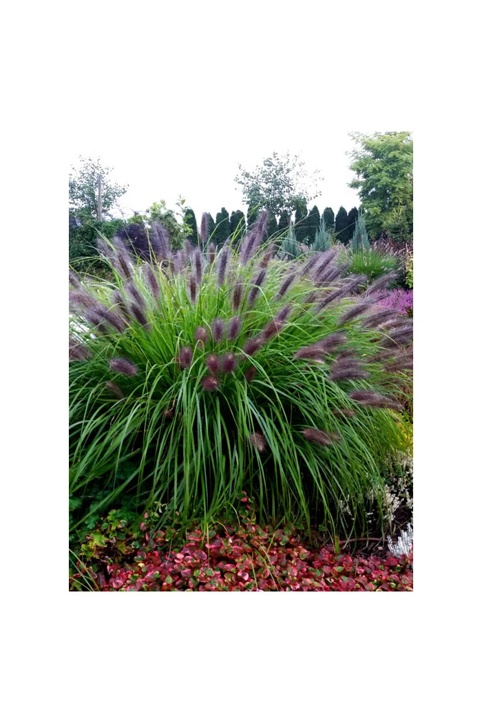 Rozplenica japońska 'Black Beauty' | Pennisetum alopecuroides