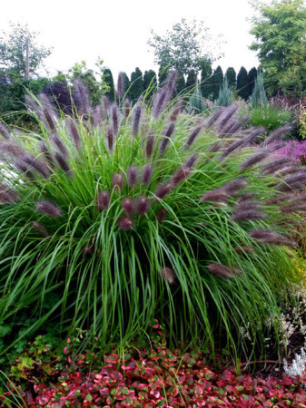 Rozplenica japońska 'Black Beauty' | Pennisetum alopecuroides