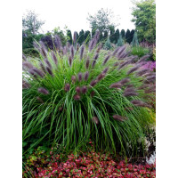 Rozplenica japońska 'Black Beauty' | Pennisetum alopecuroides