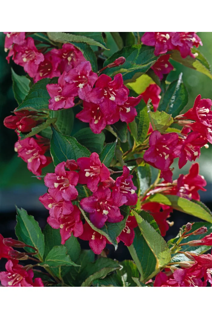 Krzewuszka cudowna 'Lucifer' Weigela florida