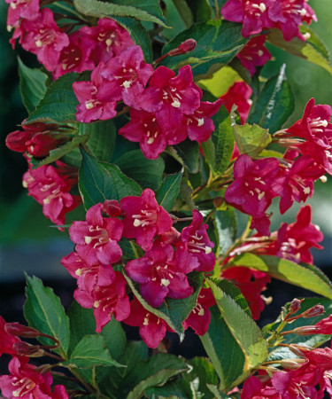 Krzewuszka cudowna 'Lucifer' Weigela florida