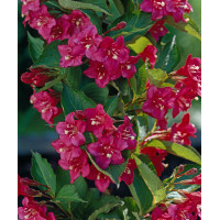 Krzewuszka cudowna 'Lucifer' Weigela florida