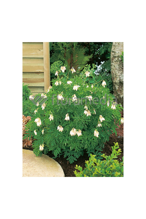 Serduszka wspaniała 'Aurora' | Dicentra exima