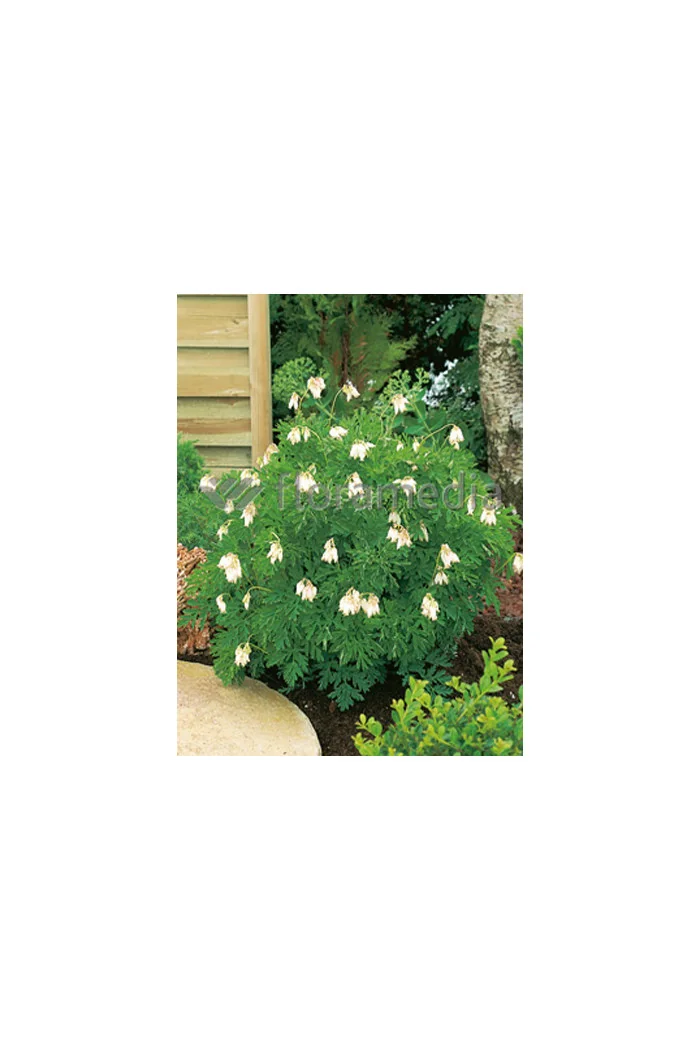 Serduszka wspaniała 'Aurora' | Dicentra exima