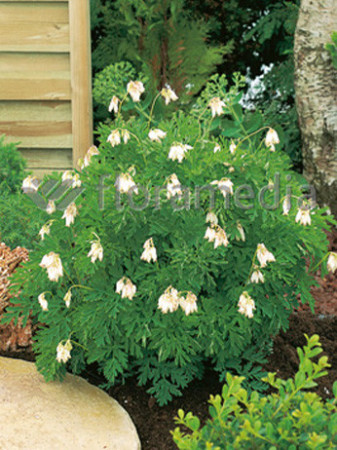 Serduszka wspaniała 'Aurora' | Dicentra exima