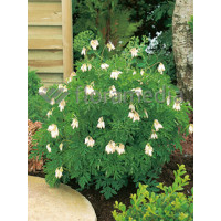 Serduszka wspaniała 'Aurora' | Dicentra exima