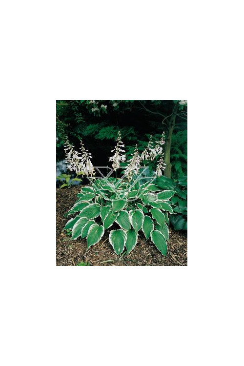 Funkia kędzierzawa Hosta crispula